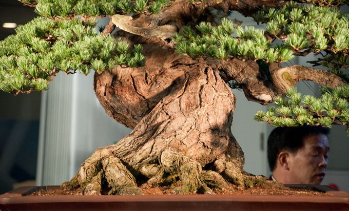 bonsai termahal di dunia