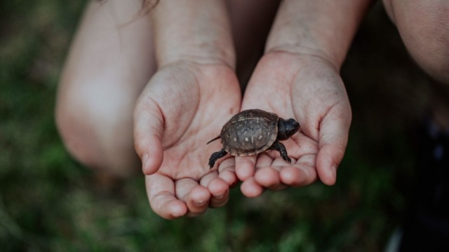 cara merawat kura-kura