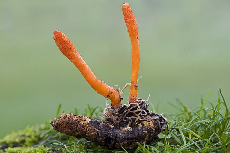 jamur cordyceps