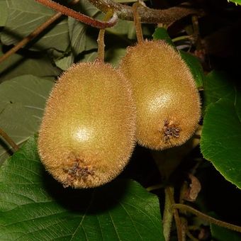 menanam buah kiwi