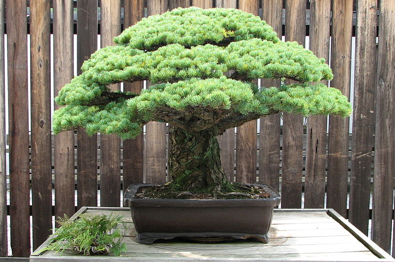 bonsai termahal di dunia