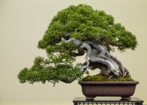 bonsai termahal di dunia