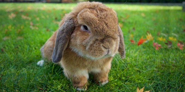 jenis kelinci