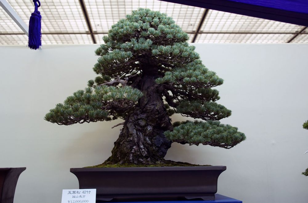 bonsai termahal di dunia