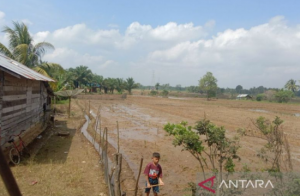 Penyakit jamur mengancam tanaman padi di Kabupaten Mukomuko, Provinsi Bengkulu.