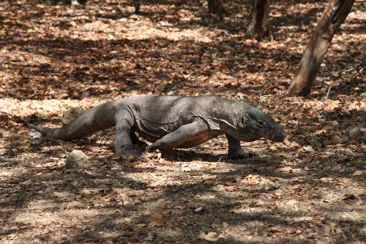  fakta pulau Komodo 