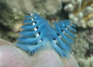 hewan laut unik