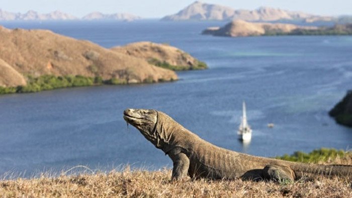  fakta pulau Komodo 