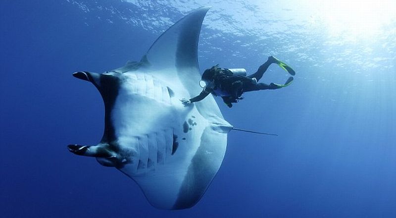  fakta pulau Komodo 