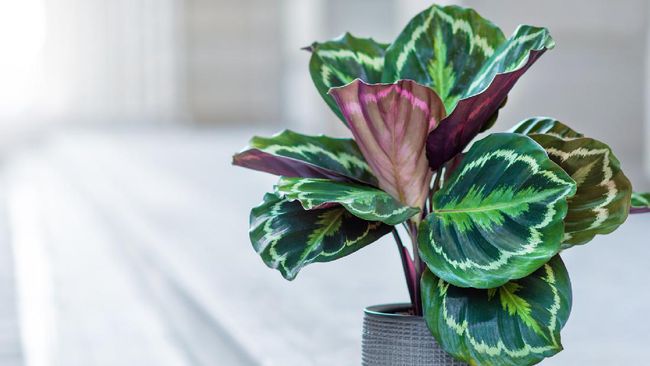 Calathea terbaik