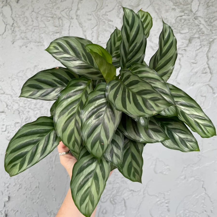 Calathea terbaik