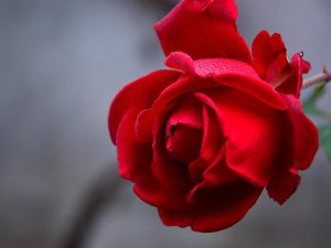 Merawat Bunga Mawar