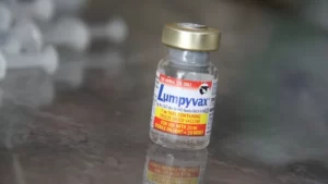 vaksin lumpy skin disease