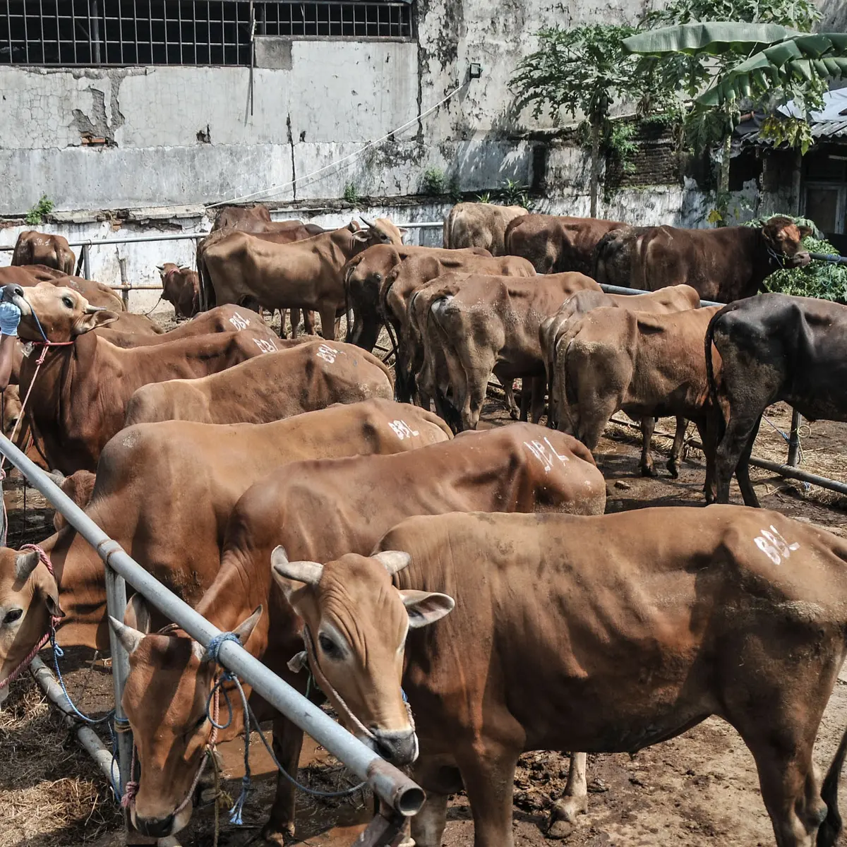 Sapi untuk kurban 