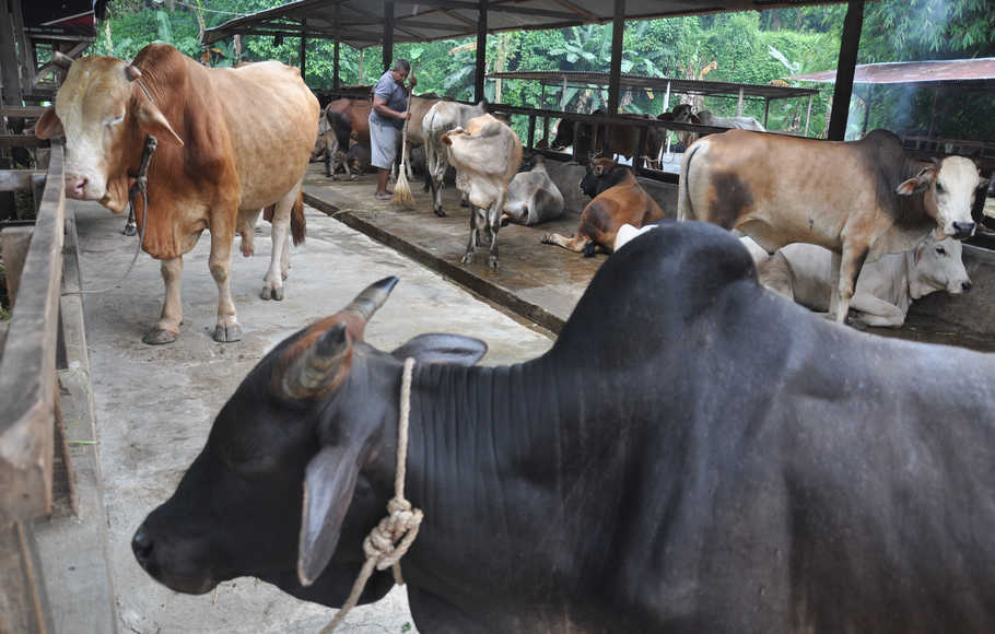 Sapi untuk kurban 