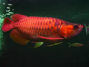  Ikan Siluk