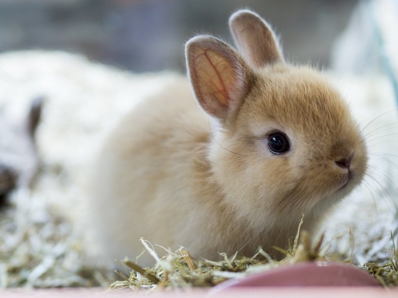 Netherland Dwarf
