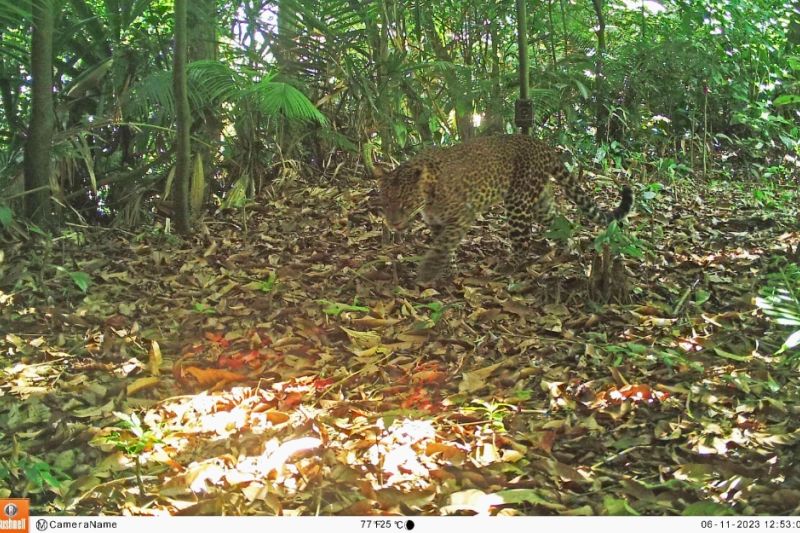 macan tutul jawa