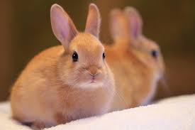 Netherland Dwarf
