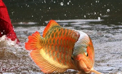 Ikan Siluk