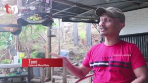 Kisah Sukses Beternak Burung Murai Batu di Aceh