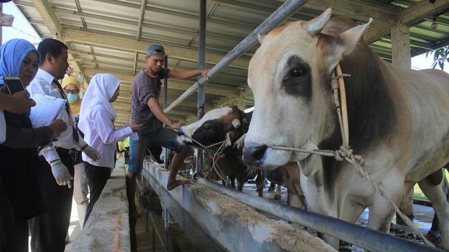 Sapi untuk kurban 