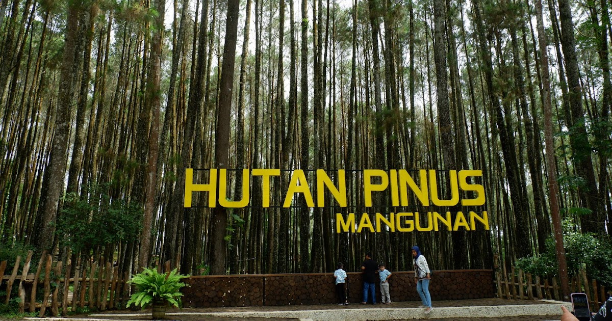 5 Hutan Pinus Favorit Yogyakarta yang Menyejukkan Hati26-7-2023