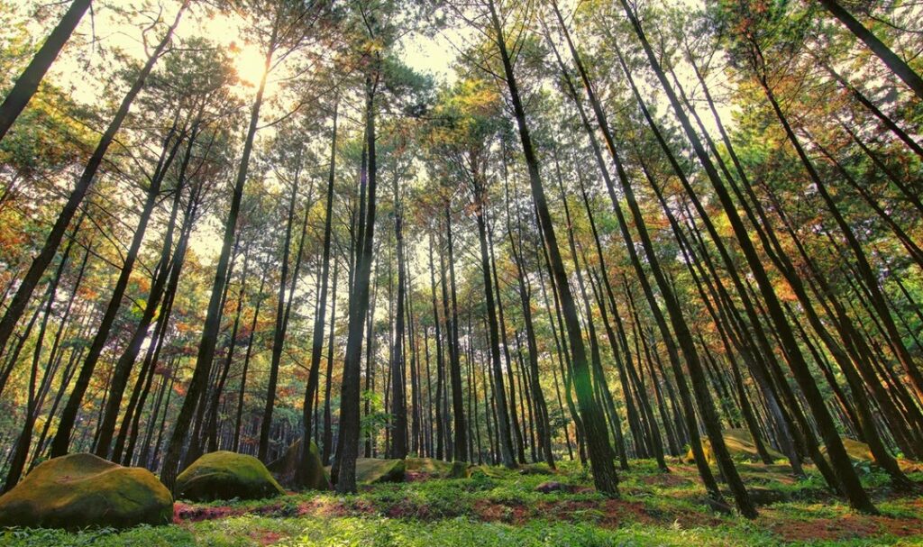 5 Hutan Pinus Favorit Yogyakarta yang Menyejukkan Hati26-7-2023