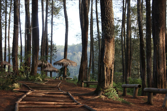 Aktivitas Menarik Wisata di Hutan Pinus Pal 16 17-7-2023