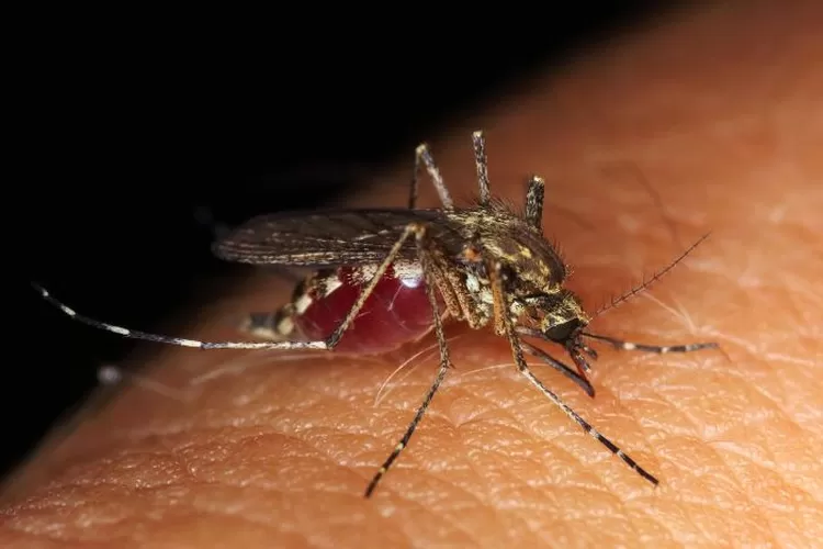 Harus Waspada Nyamuk Anopheles Penyebab Malaria Ini 16-7-2023