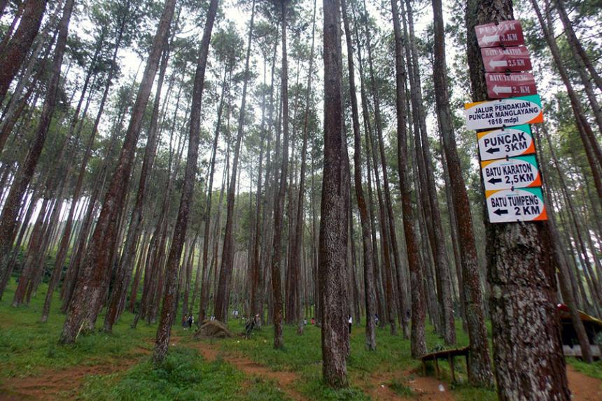 Hutan Pinus Mangunan dan Batu Kuda Keren yang Mana 15-7-2023 