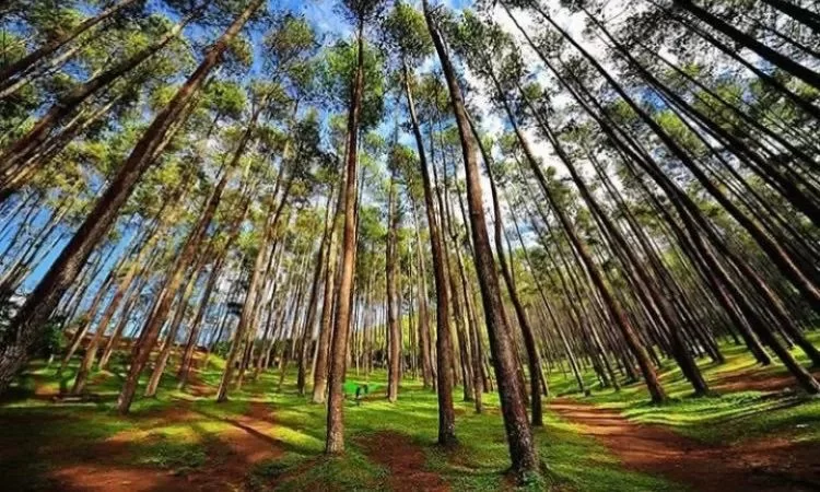 Hutan Pinus Mangunan dan Batu Kuda Keren yang Mana 15-7-2023