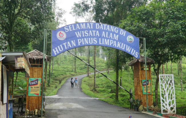 Informasi Lengkap Wisata Hutan Pinus Limpakuwus Jawa Tengah 24-7-2023