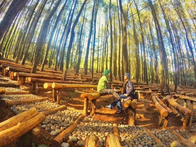 Informasi Lengkap Wisata Hutan Pinus Mangunan 15-7-2023