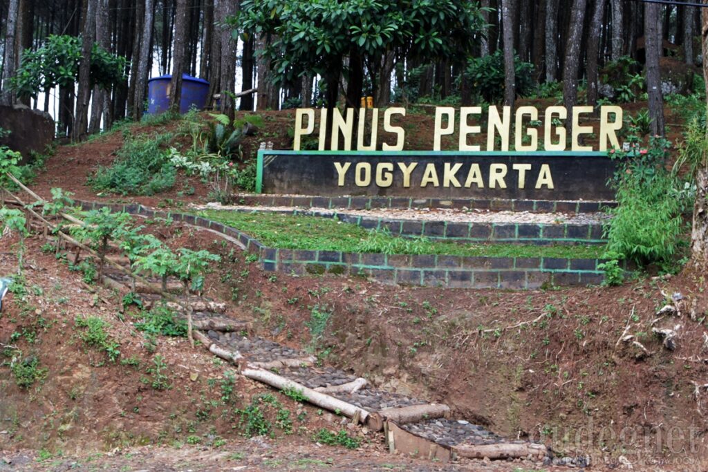 Keindahan Hutan Pinus Pengger yang Memikat Hati - Teropong Media