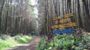 Menikmati Kesunyian Alam di Hutan Pinus Semeru18-7-2023