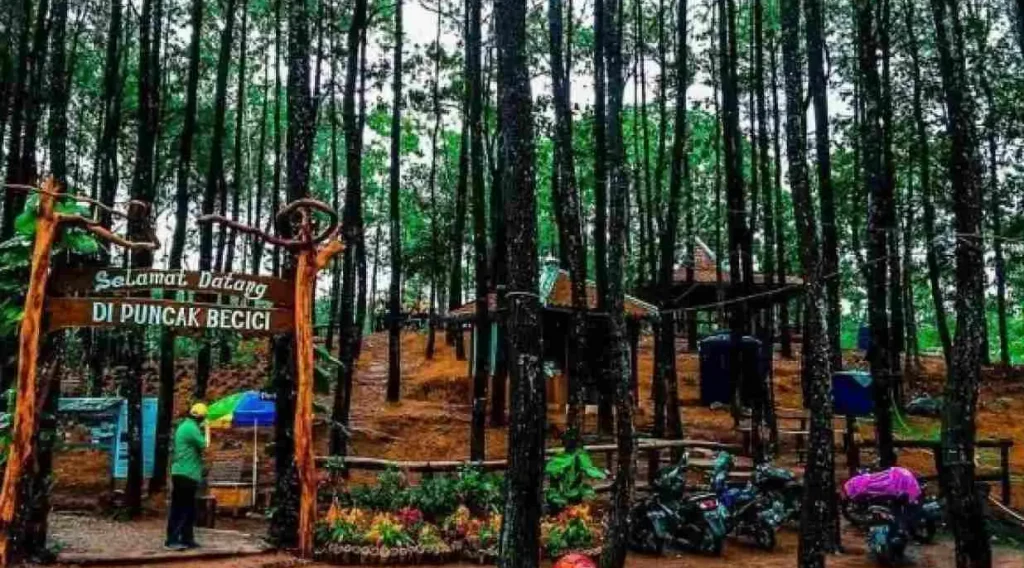 Menyapa Keindahan Alam di Puncak Pinus Becici Yogyakarta-27-7-2023