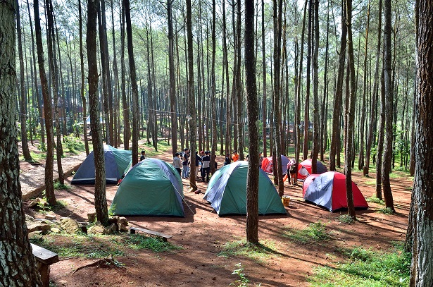 Menyapa Keindahan Alam di Puncak Pinus Becici Yogyakarta-27-7-2023