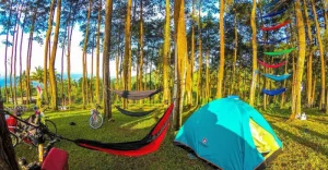 Hutan Pinus Batu Cakra Wisata Alam Cocok untuk Camping