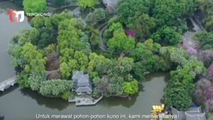 Pohon Berusia 5,5 Abad di Kota Liuzhou China Dirawat untuk Menjaga Ekologi
