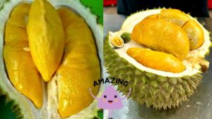 Durian Duri Hitam dan Durian Musang King
