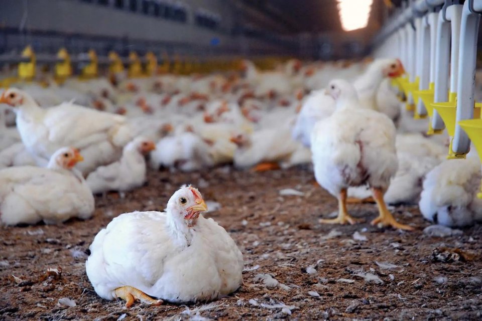 Harga Ayam di RI Termahal di Dunia