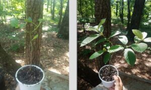 Menanam Kratom