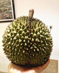 Ciri durian duri hitam