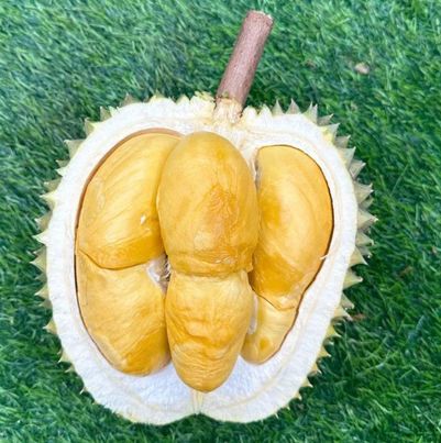 keunggulan durian duri hitam
