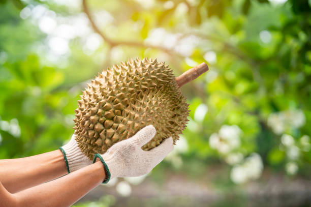 hama durian
