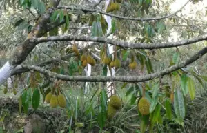 investasi kebun durian musang king