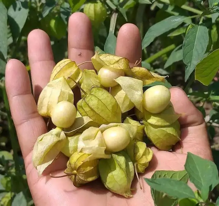 manfaat buah ciplukan