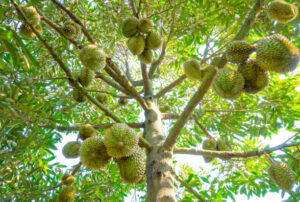Kebun durian Bogor