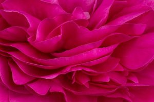 Fuchsia warna apa